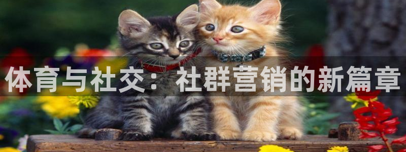 球速体育：体育与社交：社群营销的新篇章